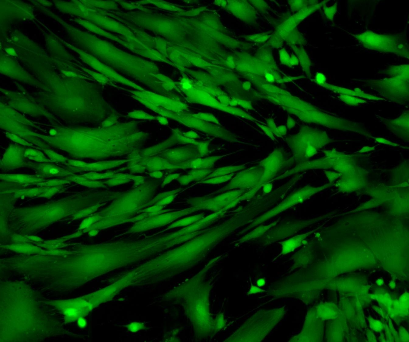 Viable human fibroblasts stained with Cytus™ Green.