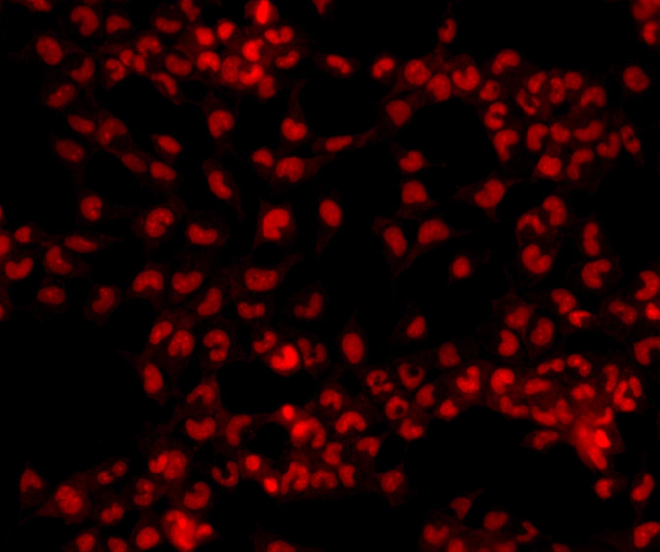 Cytus™ Red stains dead cells.