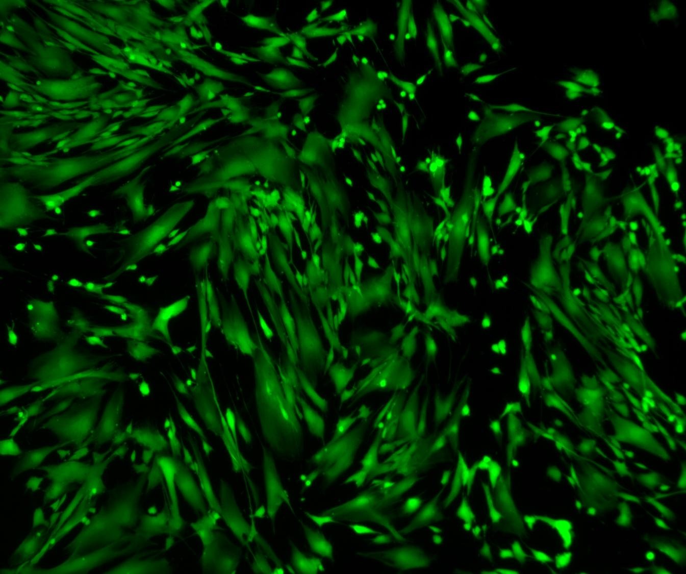 Viable human fibroblasts stained with Cytus™ Green.
