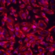 Cultured iPSC-Derived Human Cardiomyocytes under microscopy