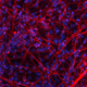 Microscopic image of immunostained iPSC-derived cortical neurons differentiated from control iPSC line ASE-9211, stained with cortical neuron biomarker Tuj1 (red) and nuclear counterstain DAPI (blue)