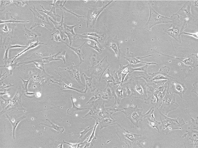 iPSC-derived Astrocytes with Medium