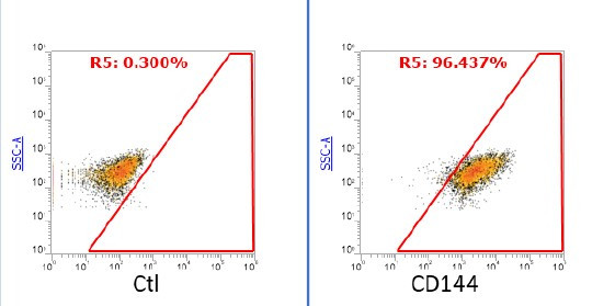 iPSC-derived Endothelial Cells with Media