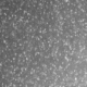 DR4-MEF-p2