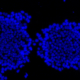 SSEA4 DAPI Staining of Exosomes (20x)