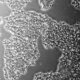 reprogrammed CD34+ cord blood cells with reduced immunogenicity