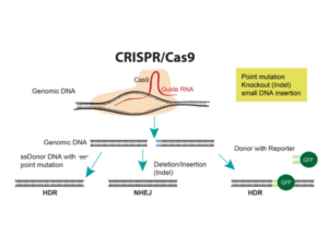 CRISPRCas9-4x3 CRISPR/Cas9 mechanism: Cas9 nuclease with guide RNA creates double-strand breaks repaired via NHEJ or HDR
