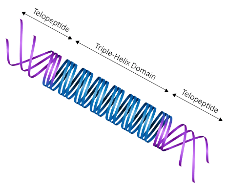 Telo- vs Atelocollagen