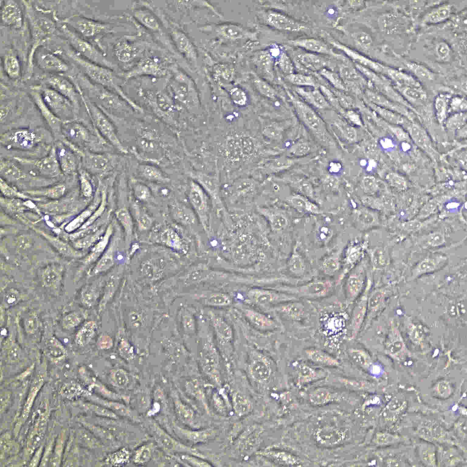 Human Aortic Endothelial Cells