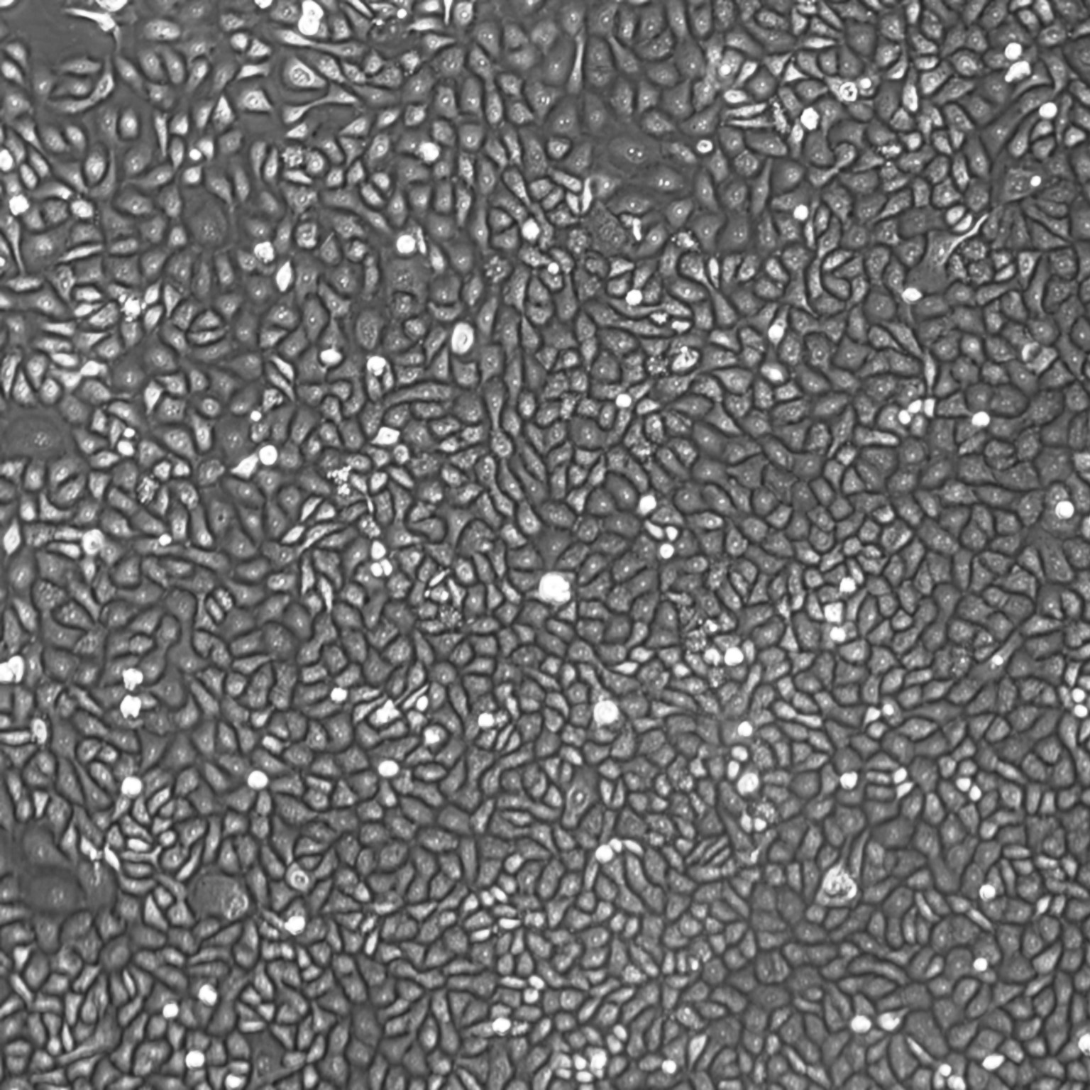 picture Human Adult Epidermal Keratinocytes