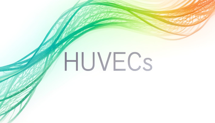 An artistic, abstract depiction of a human umbilical cord, symbolizing vascular structures, with the word “HUVECs” referencing human umbilical vein endothelial cells.