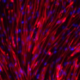 iPSC-derived myoblasts