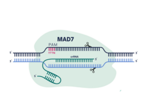 MAD7 nuclease diagram showing PAM site, gRNA and DNA cleavage positions