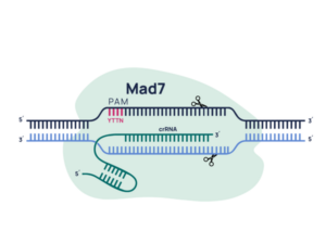 MAD7-Gene-Editing-4x3 MAD7 nuclease diagram showing PAM site, gRNA and DNA cleavage positions