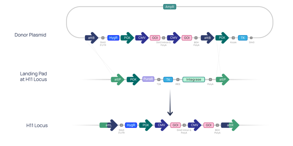 Schematic representation of TARGATT™ site-specific transgene integration into the Hipp11 (H11) safe harbor locus