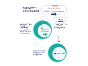 TARGATT-Technology-4x3 TARGATT system: donor plasmid, integrase and landing-pad cell line for site-specific knock-in