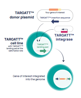 Targatt Technology schema