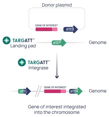 Schematic description of TARGATT Technology