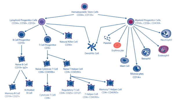 Normal Peripheral Blood Mononuclear Cells (PBMCs) - CellSystems®